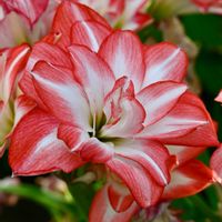アマリリス,八重咲きアマリリスの画像