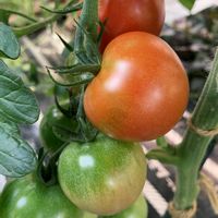 キュウリ,ゴーヤ, 中玉トマト,癒しのひと時,お花とグリーンのある暮らしの画像