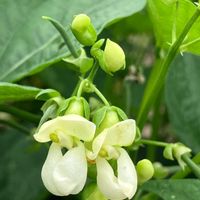 いんげんの花,野菜の花,畑の画像