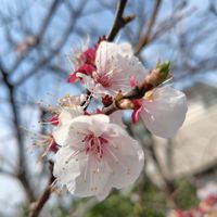 アンズ,杏の花,アンズの実,杏(あんず),綺麗な色♡の画像