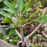 プルメリア,観葉植物,ガーデニング,ハワイアン,グリーンの画像