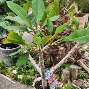 プルメリア,観葉植物,ガーデニング,ハワイアン,グリーンの画像