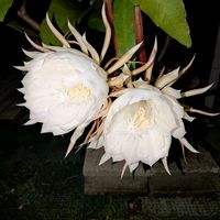 月下美人,熱帯植物の画像