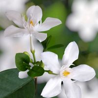 タイサンボク,セイロンライティア,ナツツバキ,綺麗な色♡,白い花の画像