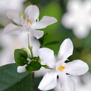 タイサンボク,セイロンライティア,ナツツバキ,綺麗な色♡,白い花の画像