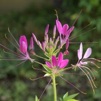 クレオメ,植物のある暮らし,今日の庭,おうち園芸,庭の画像