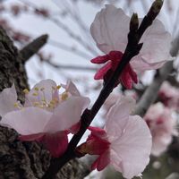 アンズ,杏の花,杏(あんず),今年もありがとう,今日のお花の画像