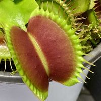 ハエトリソウ,食虫植物の画像