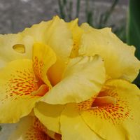 カンナ,花散歩,花のある暮らし,植中毒,花自慢の画像