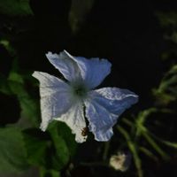 ヒョウタンの画像