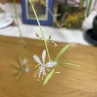 オリヅルラン,オリヅルランの花,千日紅ちなつ,折り鶴蘭,宿根ガウラ
エメラインピンクの画像