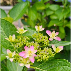 アジサイ,アジサイ,紫陽花,紫陽花 ダンスパーティー,ヤマアジサイ✴︎の画像