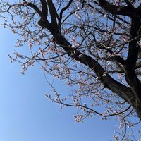 アンズ,今日のお花,半分そら,雲仲間,樹木見上げ隊の画像