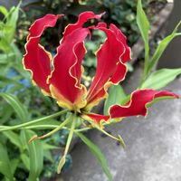 グロリオサ,球根植物,花のある暮らし,緑のある暮らし,小さな庭の画像