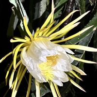 サガリバナ,ドラゴンフルーツ,温室,京都府立植物園,昼夜逆転室の画像