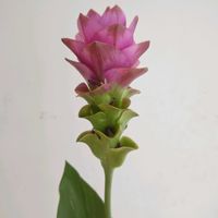 クルクマ,クルクマ　ローズピンク,一人一花,一人一花運動@福岡市,ハナノヒの画像