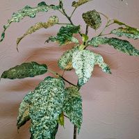 フィカス　アスペラ　パーセリー,フィカス・ビレンス　スノーストーム,観葉植物,植物のある暮らし,botanical lifeの画像