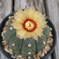 コリウス,アストロフィツム属 兜丸,ハナハマセンブリ,白ばなたんぽぽ,花のある暮らしの画像