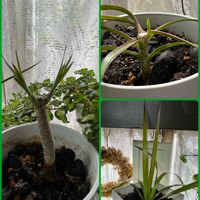 観葉植物,挿し木,グリーン！グリーン！グリーン！,挿し木から成長,元気に育ってねの画像