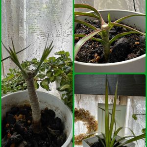 観葉植物,挿し木,グリーン！グリーン！グリーン！,挿し木から成長,元気に育ってねの画像
