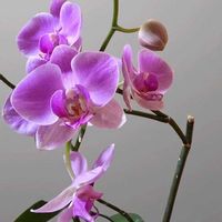 胡蝶蘭,胡蝶蘭,レスキュー胡蝶蘭の画像