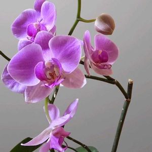 胡蝶蘭,胡蝶蘭,レスキュー胡蝶蘭の画像