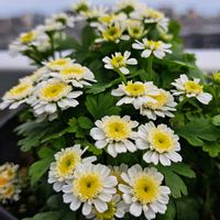 マトリカリア,マトリカリア,小さな花,白い花,花友さんに感謝の画像