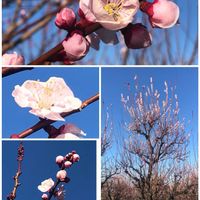 アンズ,アンズ,ルリマツリ,アガパンサス   ブルー,デュランタ 宝塚の画像