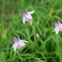 オダマキ,山野草,山野草大好き,富士見パノラマリゾートの画像
