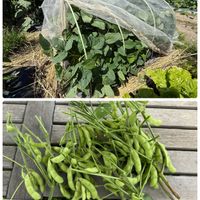 とうもろこし,枝豆,空芯菜,小玉スイカ(ピノガール),市民農園の画像
