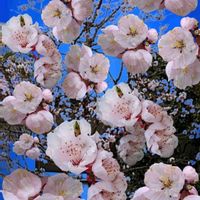 アンズ,アンズ,杏の花,綺麗なお花✨,優しさに 包まれて♪の画像