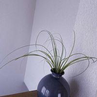 チランジア,エアプランツ,一輪挿し,iPhone撮影,asingleflowervaseの画像