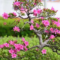 サツキ,サツキの画像