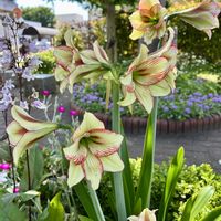 アマリリス,花壇,大きな花,花のある暮らし,春爛漫！の画像