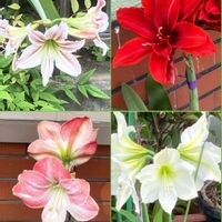 アマリリス,アマリリス,クレオメ,クレオメ,ノウゼンカズラの画像