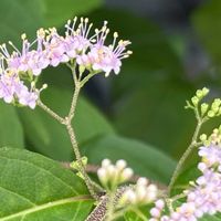 ムラサキシキブ,紫式部,ピンクの花,花のある暮らし,庭の画像