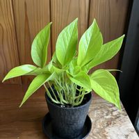 ポトス,ポトスライム,観葉植物,和室,玄関アプローチの画像