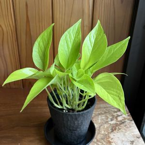 ポトス,ポトスライム,観葉植物,和室,玄関アプローチの画像