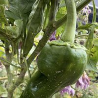 ピーマン,GS 大好き,がんばろう！,サントリー本気野菜,いい事ありますようにの画像