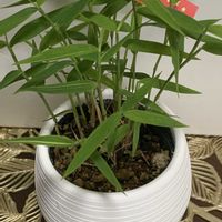 笹の葉,ミニ盆栽,七夕,ありがとう♡,七夕飾りの画像