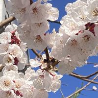 アンズ,小さい庭,あんずの花の画像