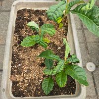 ビワ,枇杷,鉢植え,実生,実生苗の画像