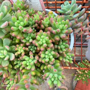 姫乙女,癒される,no green no life,多肉植物のある暮らし,多肉女子の画像