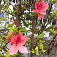サツキ,花のある暮らし,沖縄,おうち園芸,木曜日は木に咲く花の画像