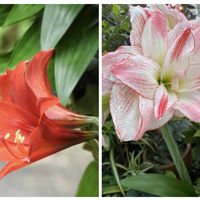 アマリリス,月下美人,今日のお花,アマリリスアフロディーテの画像