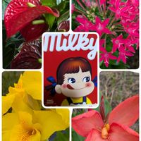 アマリリス,アマリリス,アンスリウム,アンスリウム,カンナの画像