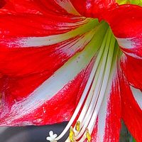 アマリリス,ビデンス,カーネーション,ペンタス,ムクゲの画像