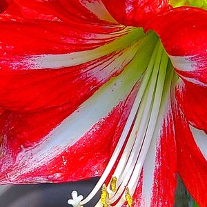 アマリリス,ビデンス,カーネーション,ペンタス,ムクゲの画像