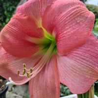 アマリリス,乙女心,ガーデニング,ピンクの花,かわいいな♡の画像