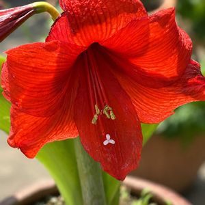 アジサイ,アマリリス,アマリリス,桃太郎,ホザキシモツケの画像